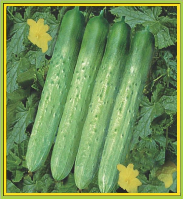 Cucumber F - 999