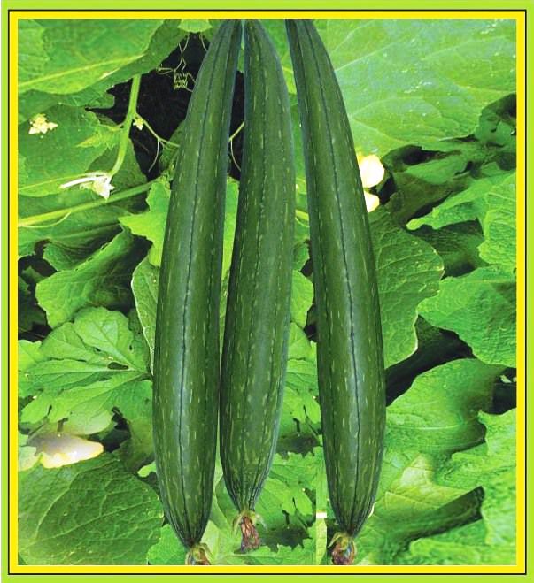 Sponge gourd Shyama