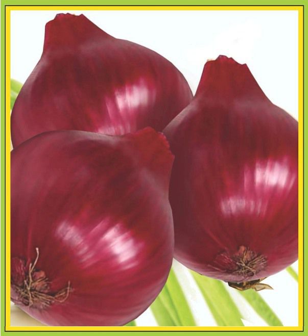 Onion Lalima