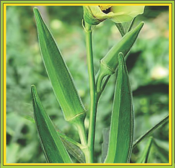 Lady Finger Okra Selection 08