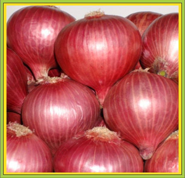 Onion N - 53