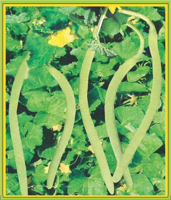 Cucumber Tar Lucknow Early Selection