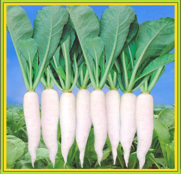 Radish Spinach Leaf