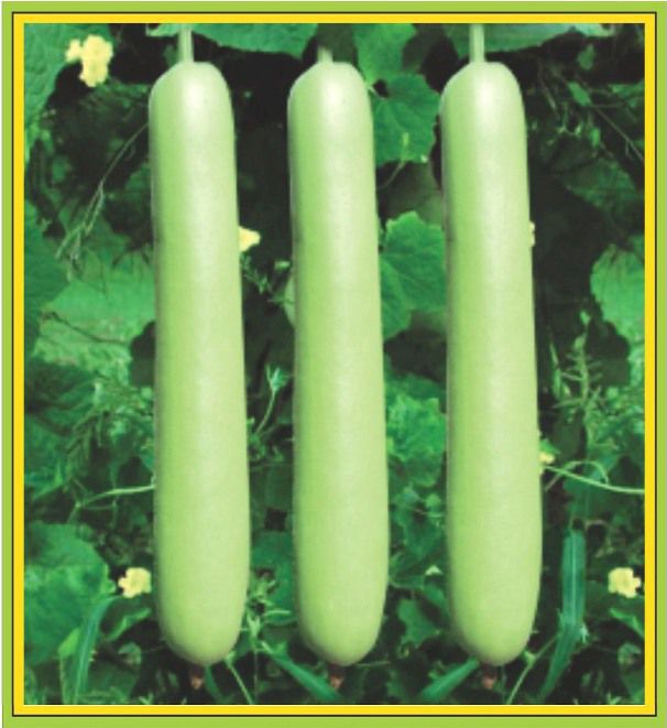 Bottle Gourd Selection 51